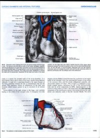 cover of the book Gray's anatomy - the anatomical basis of medicine and surgery (part 4)