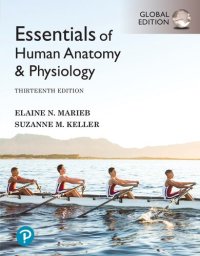 cover of the book Essentials of Human Anatomy & Physiology, 13th edition