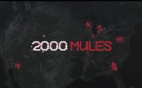 cover of the book 2000 mules full movie illustrated transcript