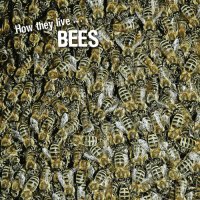 cover of the book How they live... Bees: Learn All There Is to Know About These Animals!