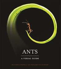 cover of the book Ants: A Visual Guide