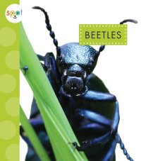 cover of the book Beetles