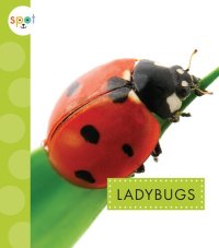 cover of the book Ladybugs