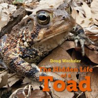 cover of the book The Hidden Life of a Toad