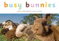 cover of the book Busy Bunnies