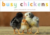 cover of the book Busy Chickens