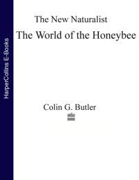 cover of the book The World Of The Honeybee