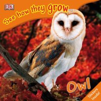 cover of the book Owl 