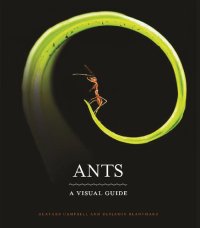 cover of the book Ants. A visual guide