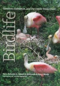 cover of the book Birdlife of Houston, Galveston, and the Upper Texas Coast