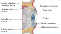 cover of the book Eyelift Surgery and Recovery Diary: Ptosis, eyelifts, punctal plugs, and dry eyes