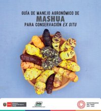 cover of the book Guía de manejo agronómico de mashua para conservación ex situ