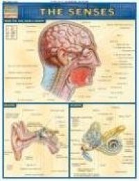 cover of the book Senses Laminated Reference Guide (Quickstudy: Academic)