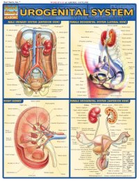 cover of the book Urogenital System Laminated Reference Guide (Quickstudy: Academic)